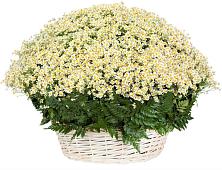Цветочная композиция из Ромашки в корзине #REPLACE_PRED# Лесогорском